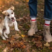 how to clean dog poop off shoes