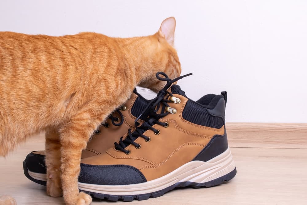 Warum riechen meine Schuhe nach Katzenpisse? Wie wird man ihn los?